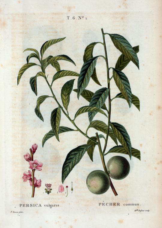 persica vulgaris (pecher commun)