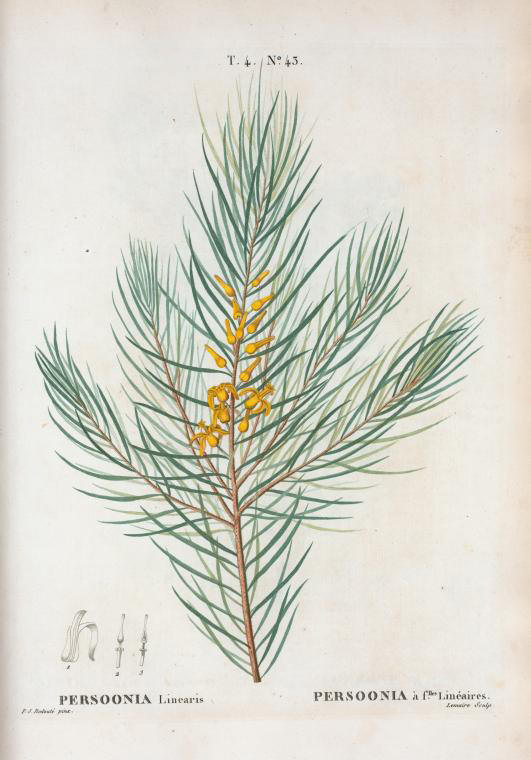 persoonia linearis (persoonia à feuilles linéaires)