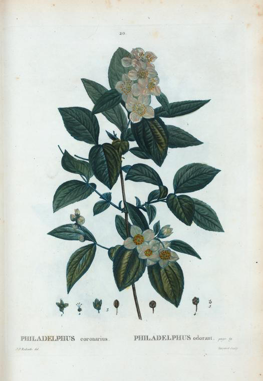 philadelphus coronarius (philadelphus odorant)