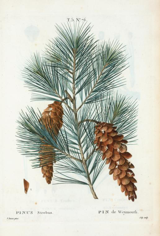 pinus strobus (pin de weymouth)
