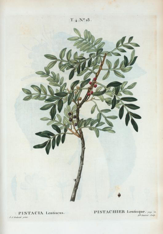 pistacia lentiscus (pistachier lentisque)