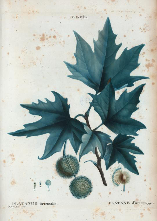 platanus orientalis (platane d'orient)
