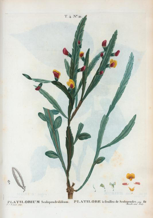platilobium scolopendrifolium (platilobe à feuilles de scolopendre)