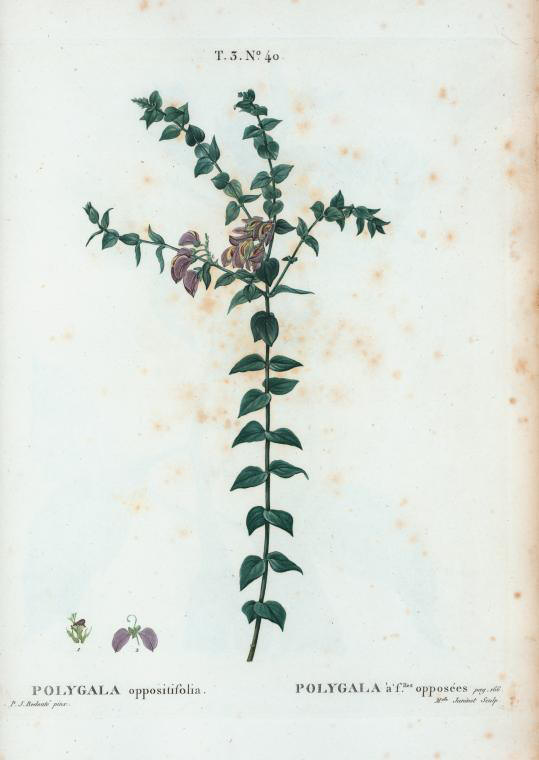 polygala oppositifolia (polygala à feuilles opposées)