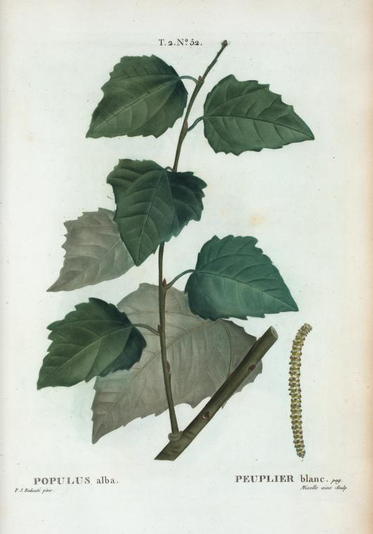 populus alba (peuplier blanc)