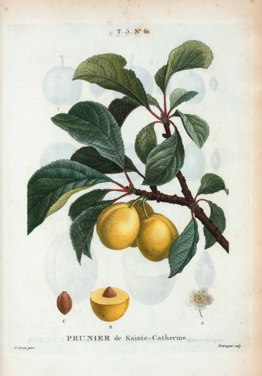 Prunus cerea (Prunier de Sainte-Catherine)