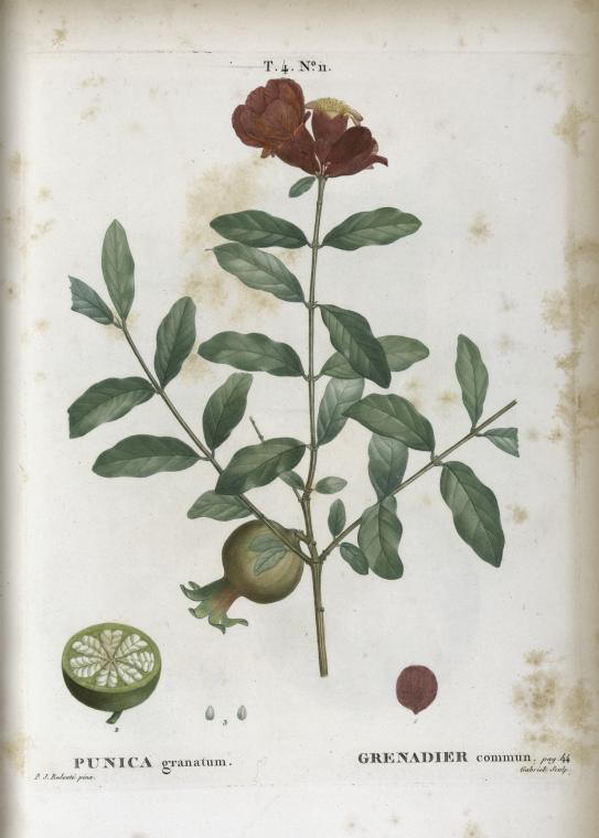 punica granatum (grenadier commun)
