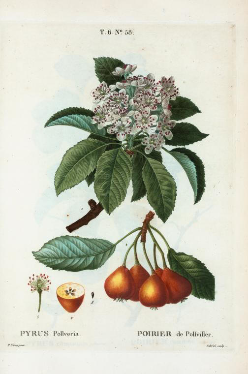 pyrus pollveria (poirier de pollviller)