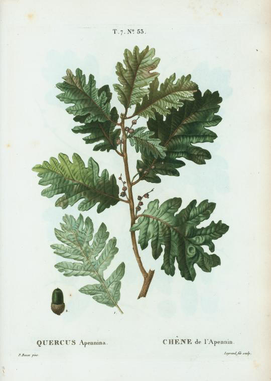 quercus apennina (chêne de l'apennin)