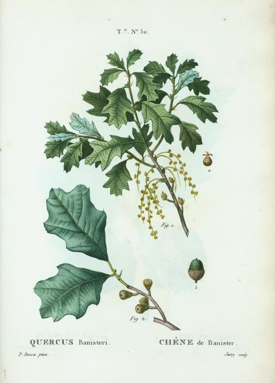 quercus banisteri (chêne de Banister)