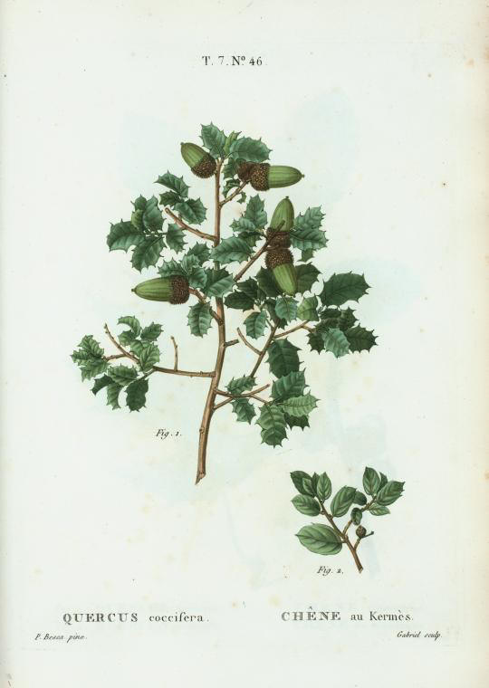 quercus coccifera (chêne kermès)