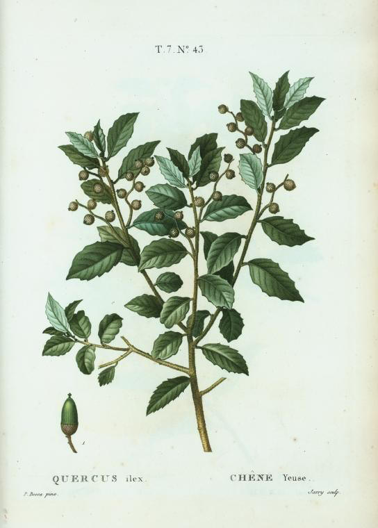 quercus ilex (chêne yeuse)