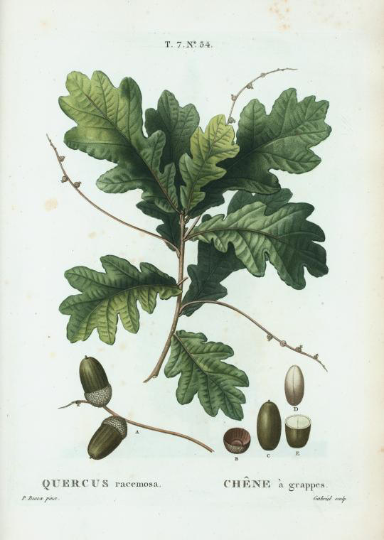quercus racemosa (chêne à grappes)