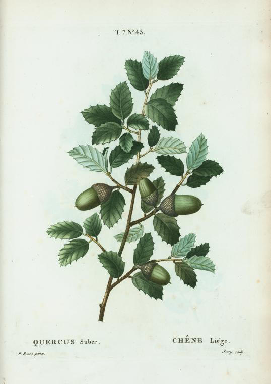 quercus suber (chêne liège)