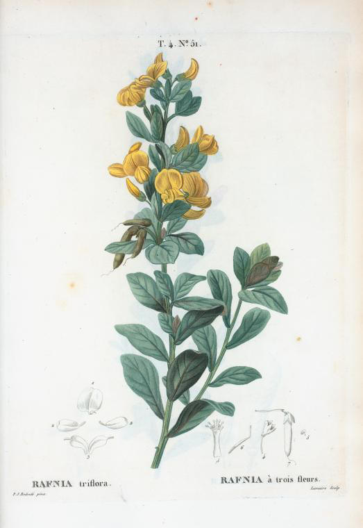rafnia triflora (rafnia a trois fleurs)