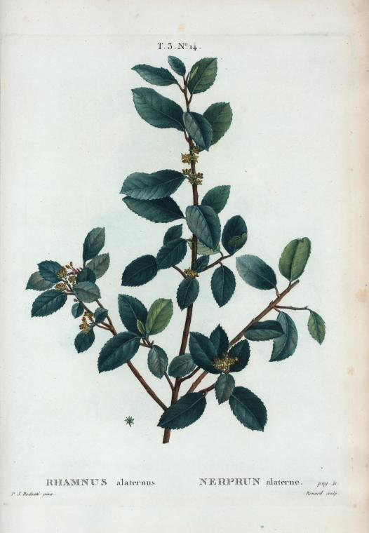 rhamnus alaternus (nerprun alaterne)