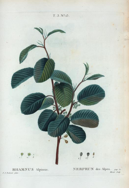 rhamnus alpinus (nerprun des alpes)