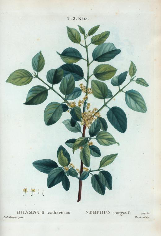 rhamnus catharticus (nerprun purgatif)
