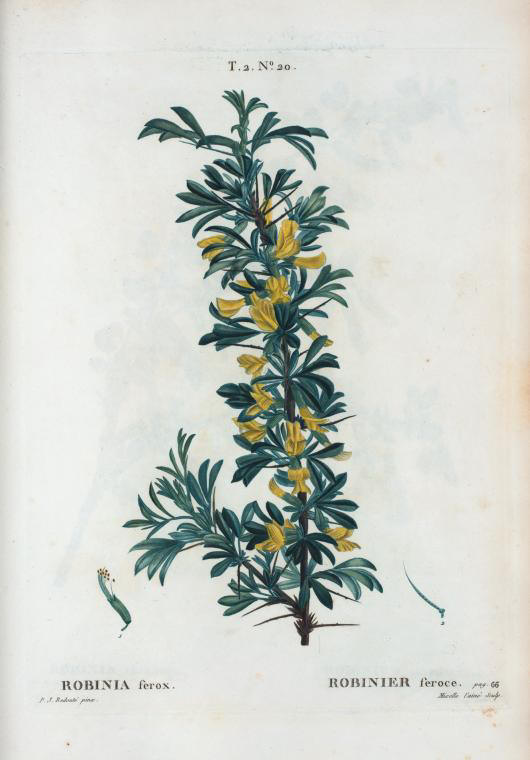 robinia ferox (robinier feroce)