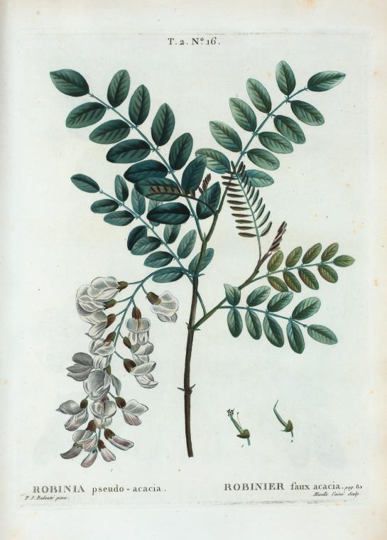 robinia pseudo-acacia (robinier faux acacia)