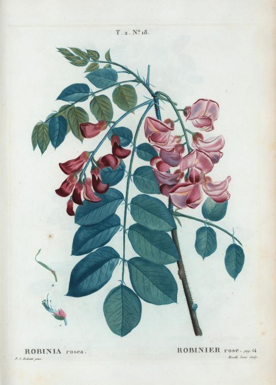 robinia rosea (robinier rose)