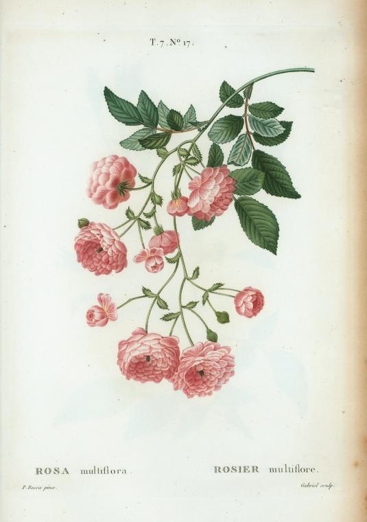rosa multiflora (rosier multiflore)