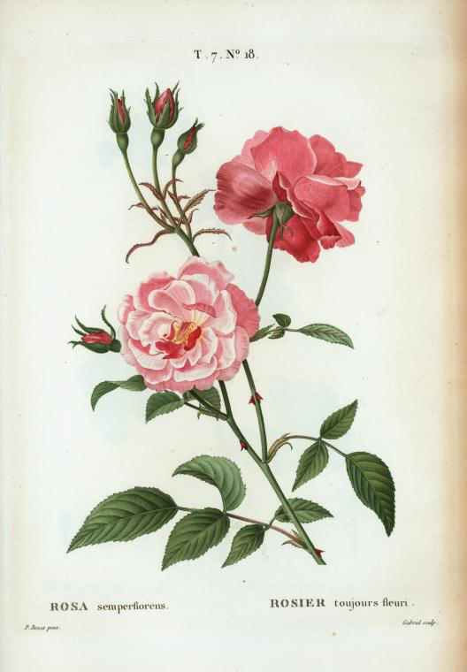 rosa semper florens (rosier toujours fleuri)