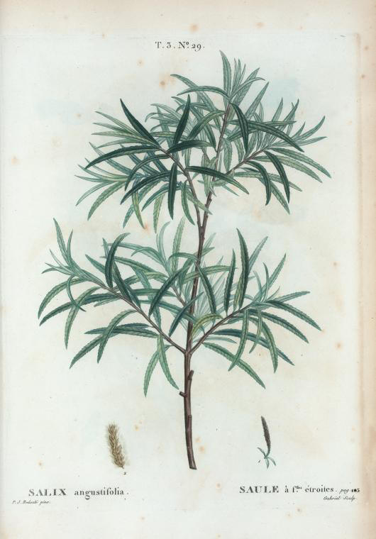 salix angustifolia (saule à feuilles étroites)
