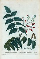 Aylanthus glanduleux (Aylanthus glandulosa). Cliquer pour agrandir l'image.