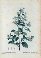 Bacchante de Virginie (Baccharis halimifolia). Cliquer pour agrandir l'image.