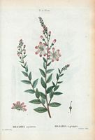 Bejaria à grappes (Bejaria racemosa). Cliquer pour agrandir l'image.