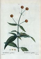Buddlea globiflore (Buddlea globiflora). Cliquer pour agrandir l'image.