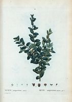 Buis sempervirens arbrisseau (Buxus sempervirens fruticosa). Cliquer pour agrandir l'image.