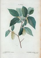 Charme houblon (Carpinus ostrya). Cliquer pour agrandir l'image.