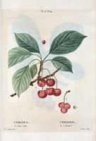 Cerisier. A. Chery-Duke, B. à Bouquet (Cerasus). Cliquer pour agrandir l'image.