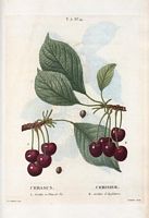 Cerisier. A. Griotte à l'Eau de Vie. B. Tardive d'Angleterre (Cerasus). Cliquer pour agrandir l'image.