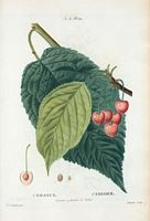 Cerisier à feuilles de tabac (Cerasus). Cliquer pour agrandir l'image.