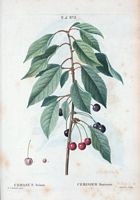 Cerisier mérisier (Cerasus avium). Cliquer pour agrandir l'image.