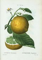 Citronier pamplemousse (Citrus decumana). Cliquer pour agrandir l'image.