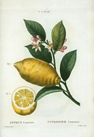 Citronier limonier (Citrus limonium). Cliquer pour agrandir l'image.