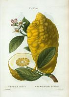 Citronier de Médie (Citrus medica). Cliquer pour agrandir l'image.