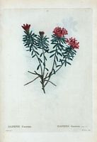 Daphné cneorum (Daphne cneorum). Cliquer pour agrandir l'image.