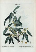 Chalef à feuilles étroites (Eloeagnus angustifolia). Cliquer pour agrandir l'image.