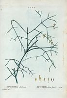 Ephédra très élevé (Ephedra altissima). Cliquer pour agrandir l'image.