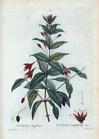 Fuchsia de Magellan (Fuchsia magellanica). Cliquer pour agrandir l'image.