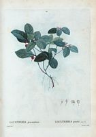 Gaultheria penché (Gautheria procumbens). Cliquer pour agrandir l'image.