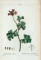 Géranium à odeur de Rose (Geranium capitatum). Cliquer pour agrandir l'image.