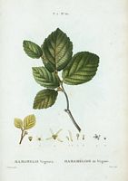 Hamamélide de Virginie (Hamamelis virginica). Cliquer pour agrandir l'image.
