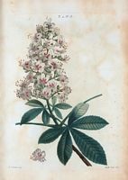 Marronnier d'Inde (Hippocastanum vulgare). Cliquer pour agrandir l'image.