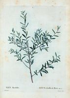 Houx à feuilles de Myrte (Ilex myrtifolia). Cliquer pour agrandir l'image.